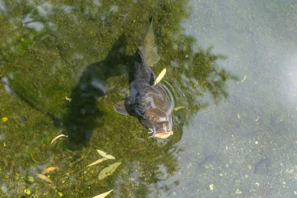 Ikan Mas Coklat Besar Berenang Kolam Taman Ueno Tokyo Stok Foto