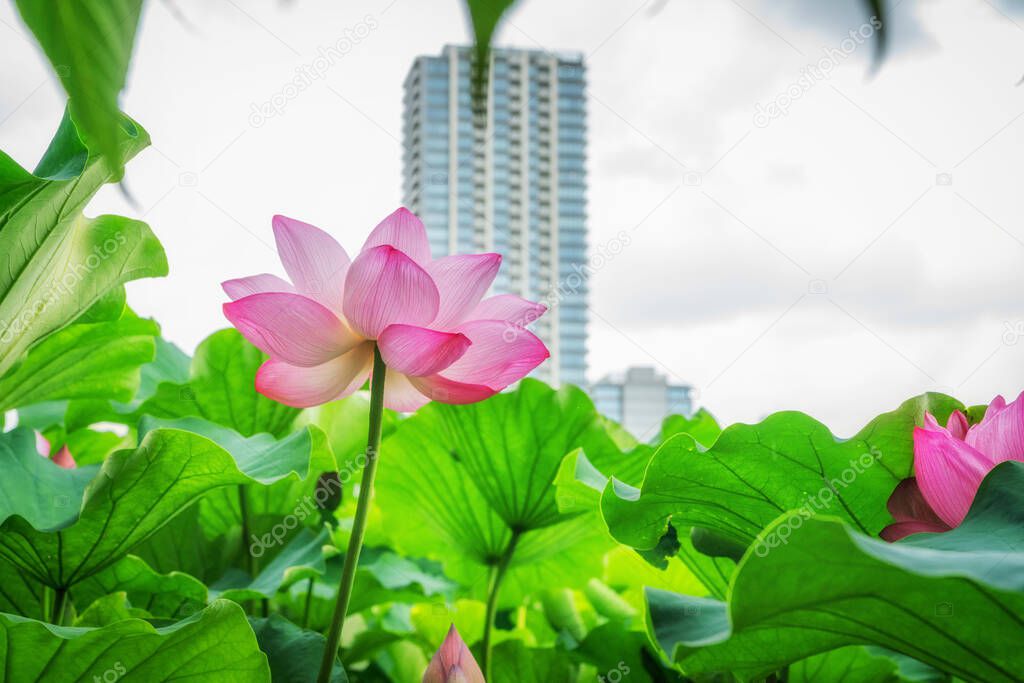 Lotus flower in a green pond against the background of tall city buildings 2020