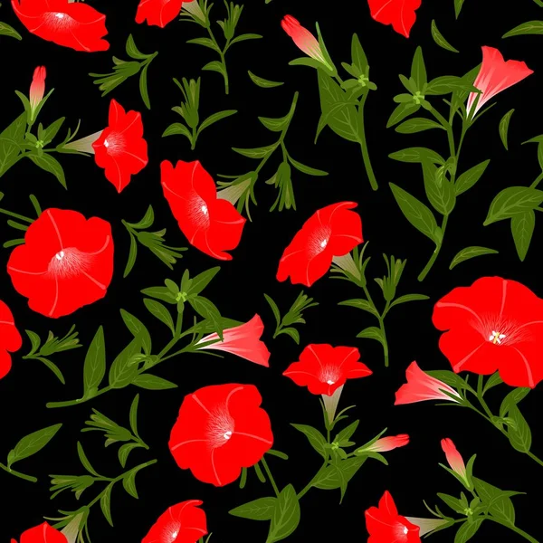 Çiçek Açan Petunyalar Ile Renk Deseni — Stok fotoğraf