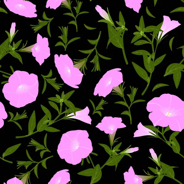 Színes Mintázat Virágzó Petunias — Stock Fotó