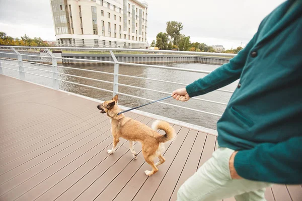 Человек с собакой на улице — стоковое фото