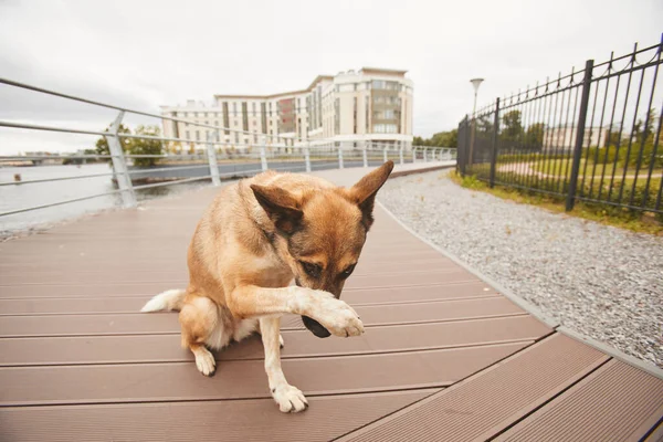 Бездомная собака в городе — стоковое фото