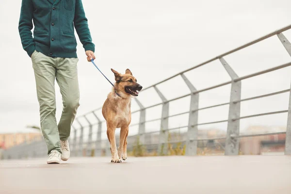 Прогулка с собакой в городе — стоковое фото