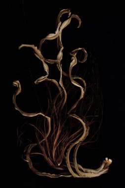 Kurutulmuş kahverengi ve kırmızı yaprak bukleler ve siyah bir arka plan üzerinde bir kamp ateşi nde alevler gibi görünüyor