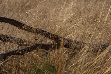 Sonbaharda güneşin yakattığı marram çimeninde düşmüş bir ağacın gövdesi