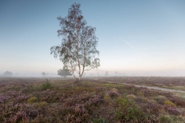 Bir toprak yol geçer boyunca yalnız bir huş ağacı ile bir kır arazi manzara sis ile Sonbahar gündoğumu. Mor fundalık alanları ile sabahın erken saatlerinde renkli ve gizemli manzara.