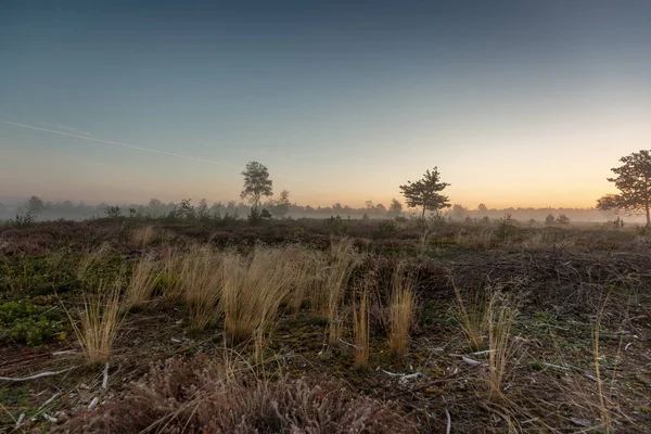 Схід Сонця Мрякою Типовому Голландському Пейзажі Хізер Болотищі Землі Одиночні — стокове фото