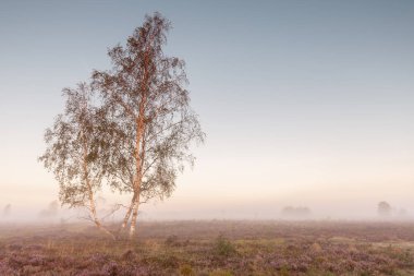 Yalnız bir huş ağacı ile bir kır alanında fundalık tipik bir Hollanda manzara sis ile Sonbahar gün doğumu. Pitoresk renkli gizemli şafak sahnesi.