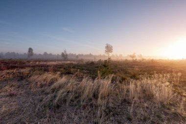 Marram otu, mavi gökyüzü ve sağdan yükselen güneşile bir kır tarlasında sabahın erken gündoğumu