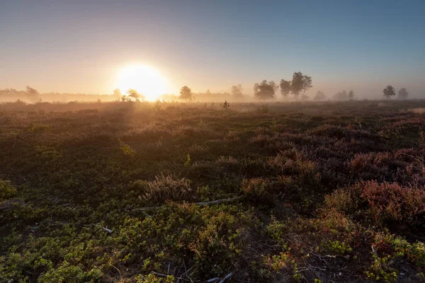 Yalnız ağaçlar ile bir kır alanında fundalık tipik bir Hollanda manzara sisli ile Gündoğumu