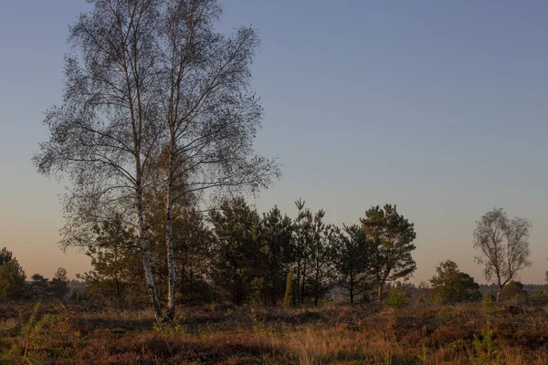 Marram çim geç öğleden sonra güneşten turuncu aydınlatılmış bir bozkır manzara gün batımında Ikiz huş