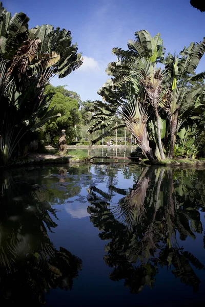 Tall banana trees and their reflection in a pond against a blue sky