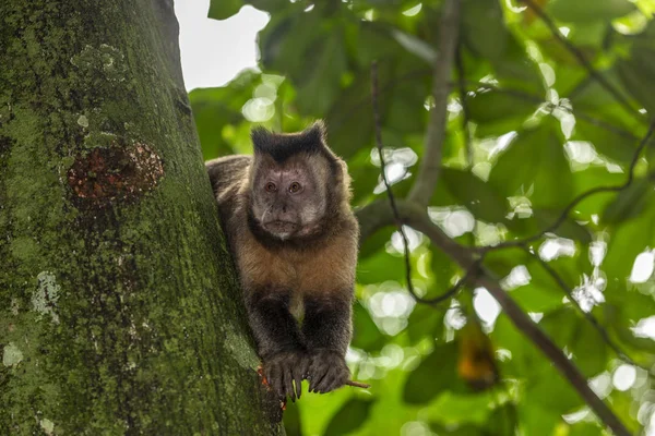 Svart Capuchin Monkey Letar Efter Möjlighet Att Stål Mat Skogen — Stockfoto