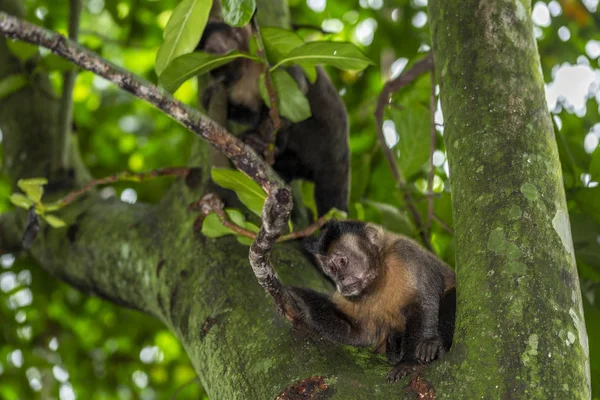 Nyfiken Capuchin Apor Staden Forest Rio Janeiro Brasilien — Stockfoto