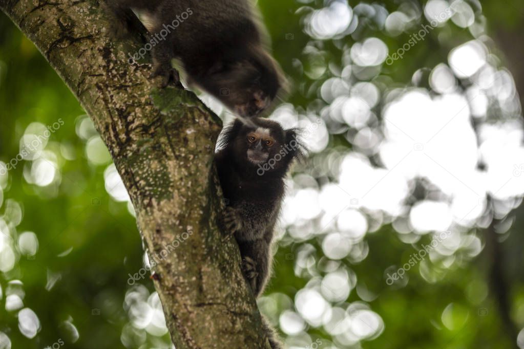 Curious Sagui monkeys in the city forest of Rio de Janeiro, Brazil