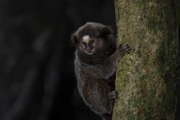 Capuchin Monkey Håller Att Trädstam Och Tittar Ner För Möjlighet — Stockfoto
