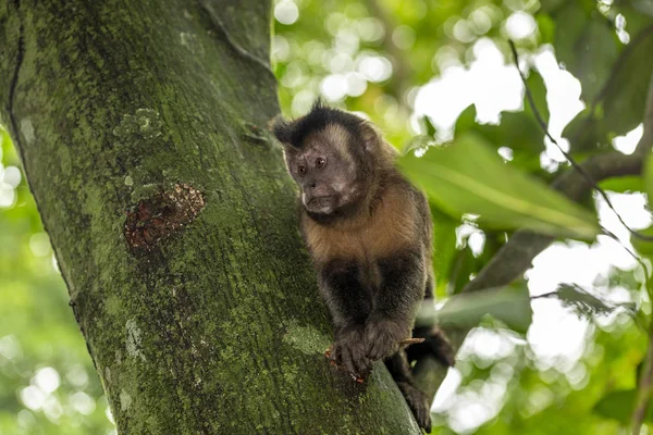 Capuchin Monkey Uppmärksamt Letar Efter Möjlighet Att Mat Skogen Rio — Stockfoto