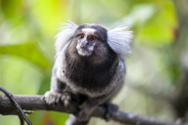 Ortak marmoset sagui maymun bir şube üzerinde bir odak yeşil arka planı ile Rio de Janeiro bir tropikal ormanda onun saç kesimi ve iyi oluşturulan el gösteren bakıyor oturan