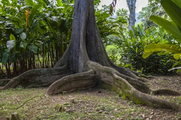 Árbol Grande Con Sus Raíces Visibles Sobre Suelo Entorno Verde — Foto de Stock