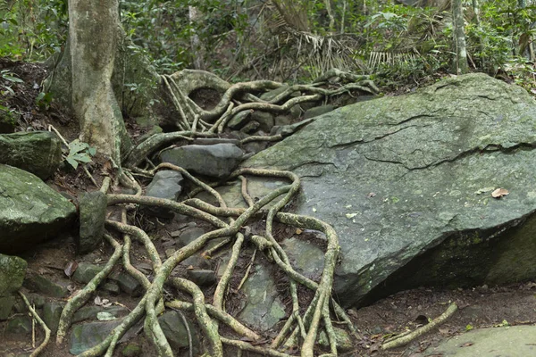 Gruesas Raíces Árboles Que Encuentran Camino Través Una Gran Roca — Foto de Stock
