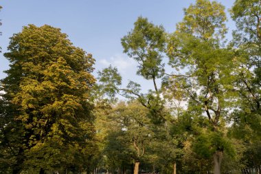Altın saatte bir parkta sonbahar renkleri ile ağaçlar