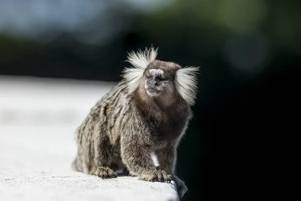 Sagui monkey on concrete ledge in Rio de Janeiro with half closed eyes in the sun showing its typical hair due with blurred natural background