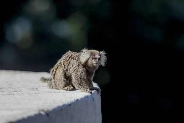 Sagui monkey on concrete ledge in Rio de Janeiro in the sun showing its typical hair due with blurred natural background looking into the distance