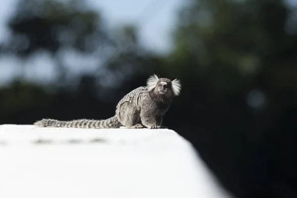 Sagui monkey on concrete ledge in Rio de Janeiro in the sun showing its typical hair due with blurred natural background looking up to the distance
