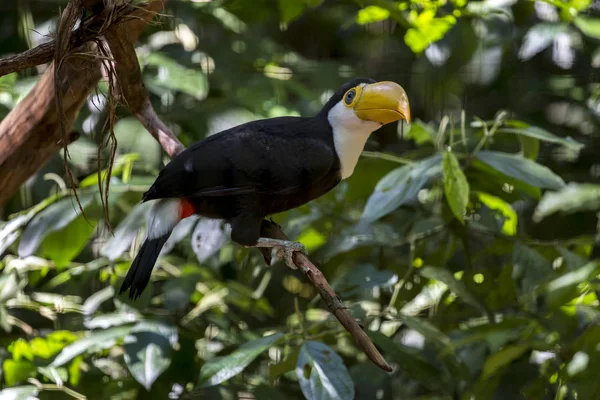 Tropical bird yellow beak toucan on a branch with greenery of a forest in the background