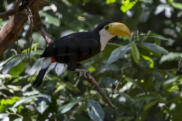 Pájaro Tropical Tucán Pico Amarillo Una Rama Con Vegetación Bosque — Foto de Stock