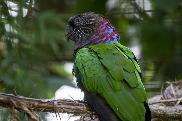 Tropical Anacan bird with green feather coat and purple with blue head feathers and canary type beak on a twig with blurred nature background