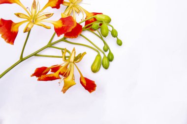 Beyaz bir arka plan karşı yeşil çiçek tomurcukları bir küme ile eksantrik turuncu ve sarı çiçek