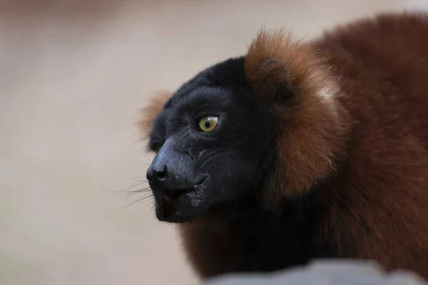 Närbild Rödruffad Lemur Monkey Med Bakgrundsbelysning Från Solen Som Visar — Stockfoto