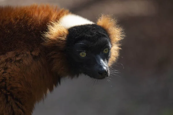 Close Rød Ruffed Lemur Abe Med Baggrundslys Fra Solen Viser - Stock-foto