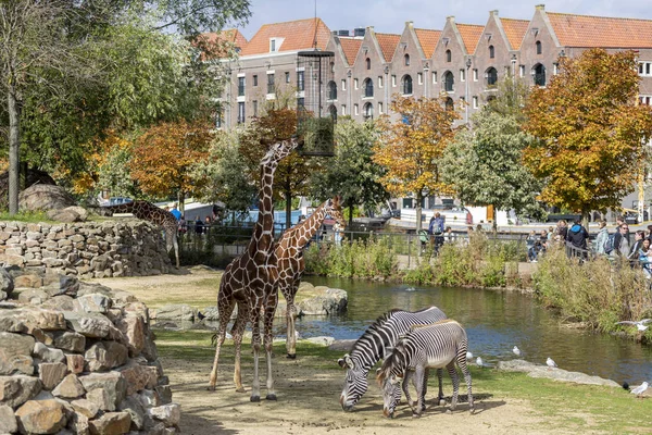 Amsterdam, Hollanda - 30 Eylül 2018: İki zebra ve kentsel geçmişe sahip bir zürafa