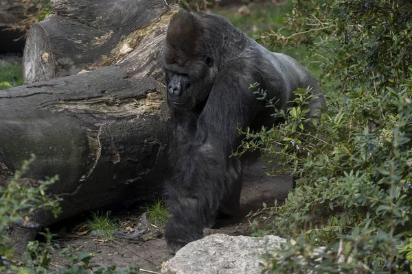 Silverback gorilla walking past a tree trunk and greenery from which it appears