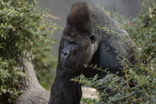 Close Gorila Silverback Olhando Frente Longe Câmera Emoldurado Por Vegetação — Fotografia de Stock