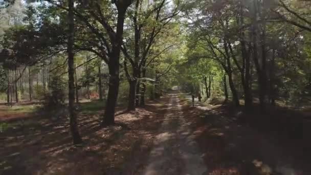 Långsam Förflyttning Bakåt Grus Väg Körfält Skog Med Solen Topp — Stockvideo