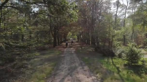 Yavaş Hareket Güneşin Ağaçların Arasından Doruğa Ulaştığı Bir Ormana Girerek — Stok video