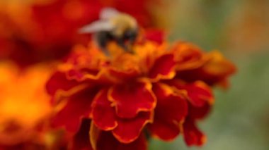 Bulanık arka planda kadife çiçeği odak alanı dışında renkli bir turuncu ve kırmızı kadife çiçeği ile beslenen bir atma arı bir makro yakın çekim odaklanmak