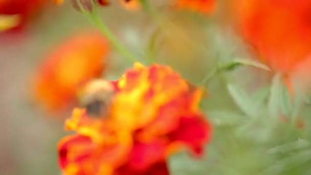一只清蜂的宏特写镜头 在五颜六色的橙色和红色的金黄色花朵上觅食 在模糊的背景中 有玛丽金花的聚焦场 — 图库视频影像