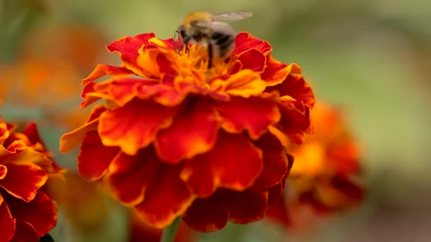 Макро Крупним Планом Знімок Пишної Бджоли Харчується Барвистою Помаранчевою Червоною — стокове відео