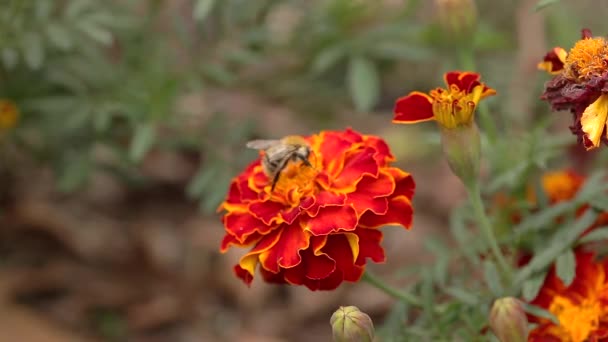 Macro Närbild Skott Rensning Bee Utfodring Färgglad Orange Och Röd — Stockvideo