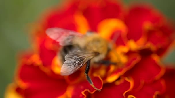 Super Macro Primer Plano Una Abeja Carroñera Alimentándose Una Colorida — Vídeos de Stock