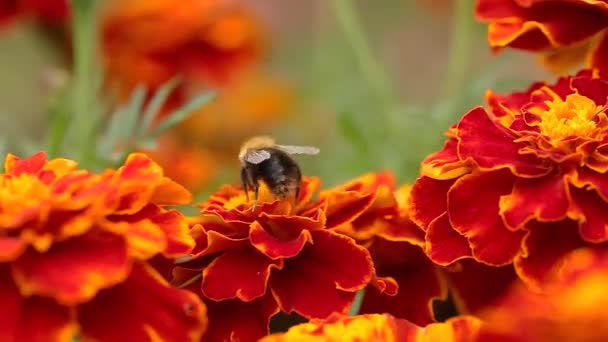 在模糊背景中 一排万寿菊在一排盛开的橙色和红色的金黄色花朵上喂食的清理蜜蜂的宏观特写镜头 — 图库视频影像