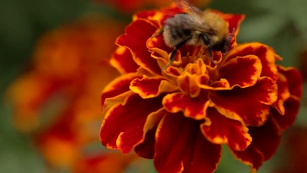 超级宏观特写镜头的清理蜜蜂喂养一个五颜六色的橙色和红色的马里金花与出焦点场的马里金花在模糊的背景 — 图库视频影像