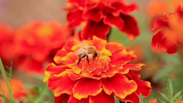 一只清蜂的宏特写镜头 在五颜六色的橙色和红色的金黄色花朵上觅食 在模糊的背景中 有玛丽金花的聚焦场 — 图库视频影像