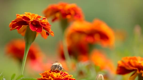 Macro Close Tiro Uma Abelha Scavenging Alimentando Uma Flor Calêndula — Vídeo de Stock