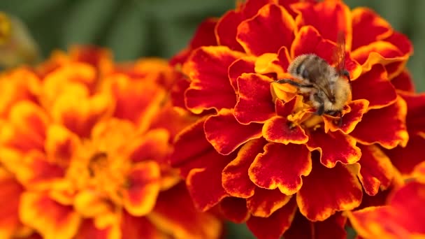 Macro Close Tiro Uma Abelha Scavenging Alimentando Uma Flor Calêndula — Vídeo de Stock