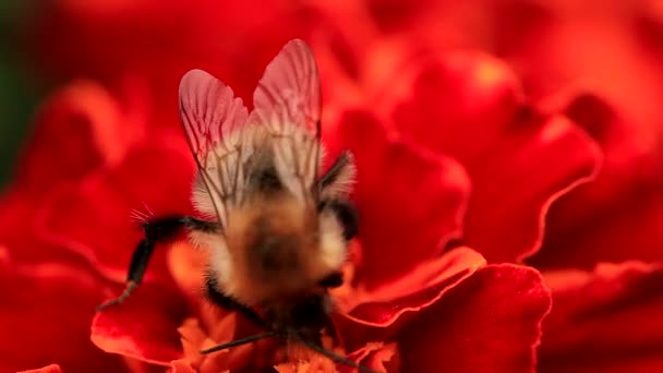 その輝く翼を示すカラフルな赤いマリーゴールドの花に餌を与える清掃蜂のスーパーマクロクローズアップショット — ストック動画